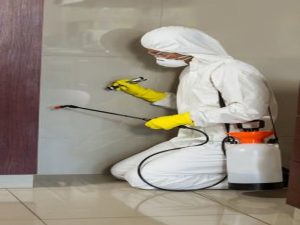 Pest Control Sydney: Essential Tips for Apartment Dwellers