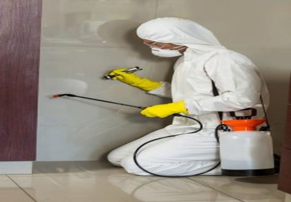 Pest Control Sydney: Essential Tips for Apartment Dwellers