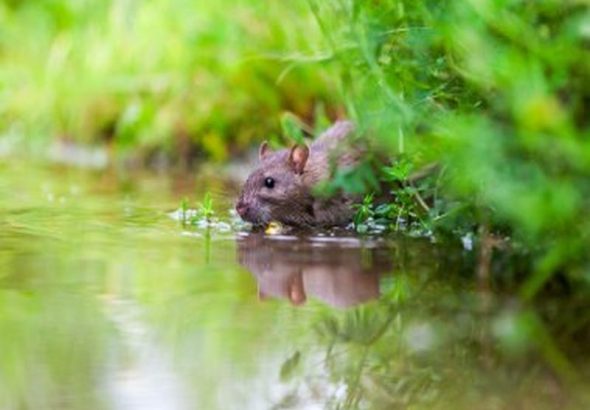 Mastering Pest Control for Rats: Expert Strategies
