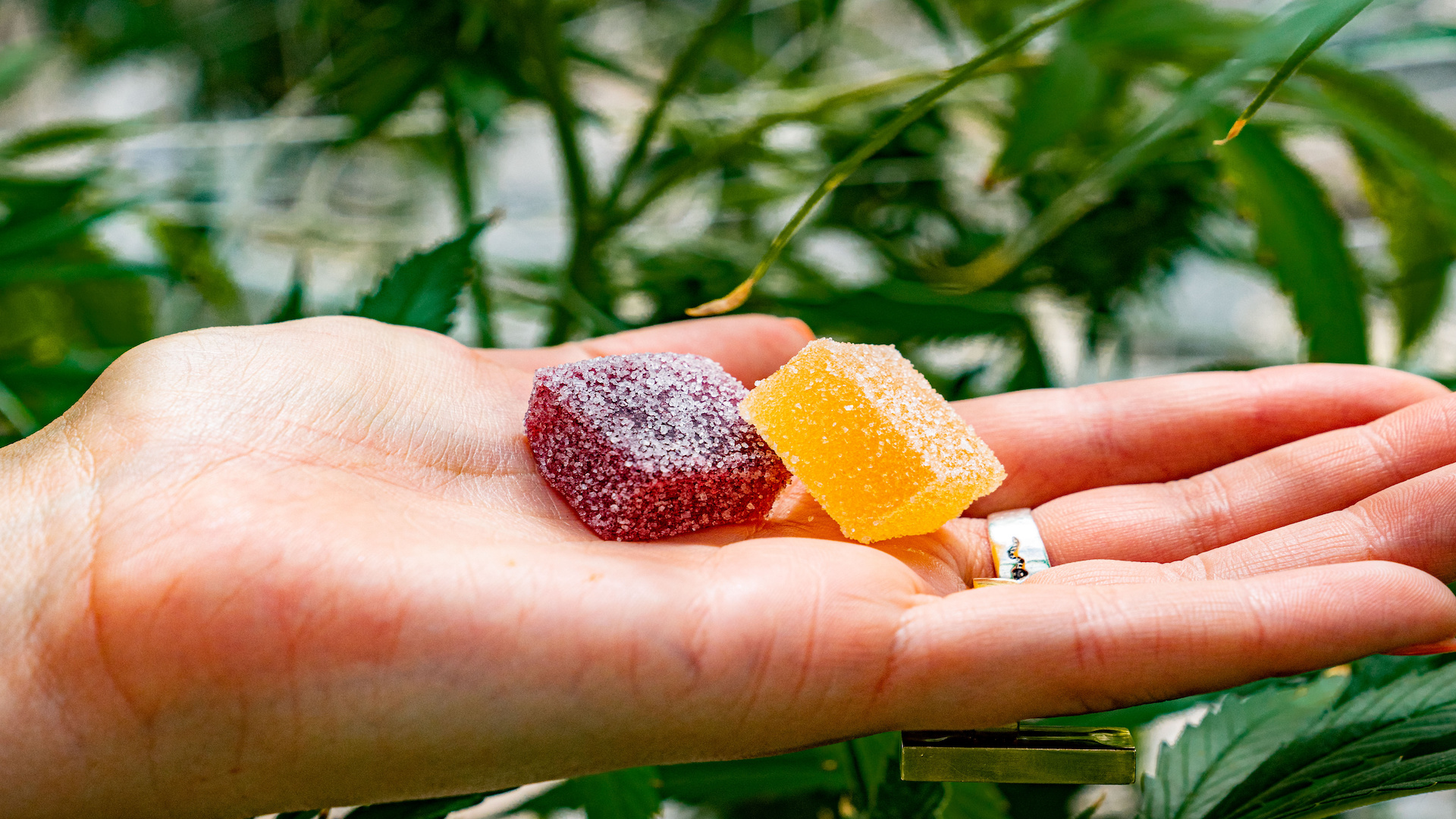 Edibles Reinvented Why Delta 9 Gummies Are a Game Changer